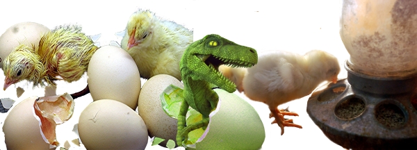 Creation of Newly Hatched Surprise: Step 10